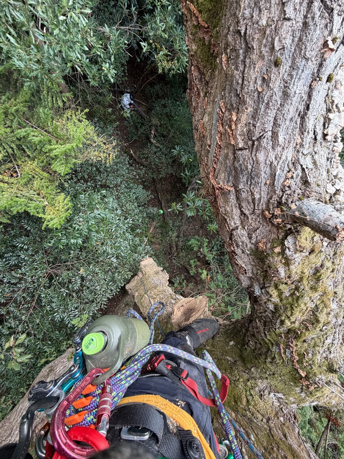 茨城県筑波山登山道の危険木の特殊伐採です！