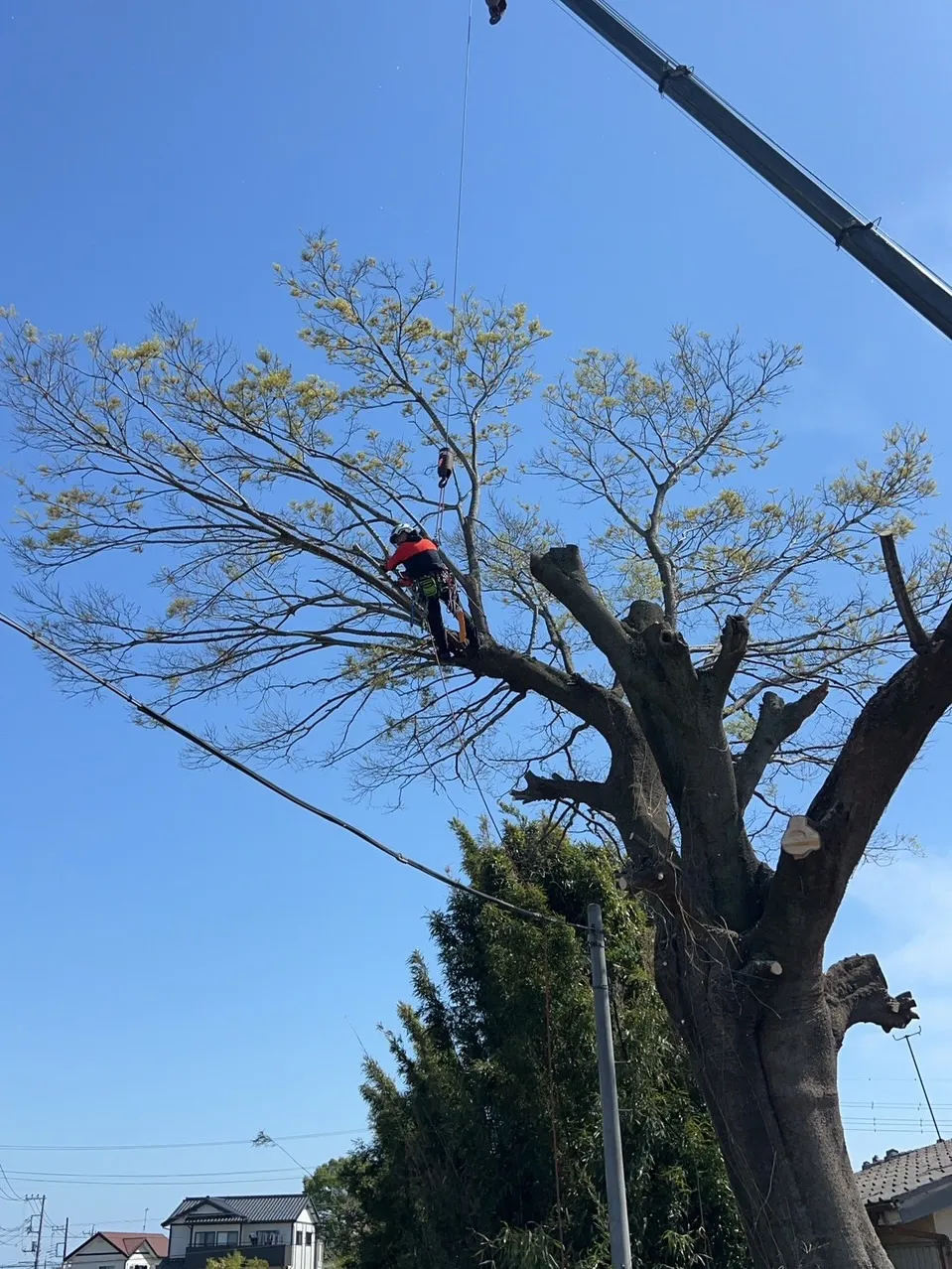 先日の作業風景です。