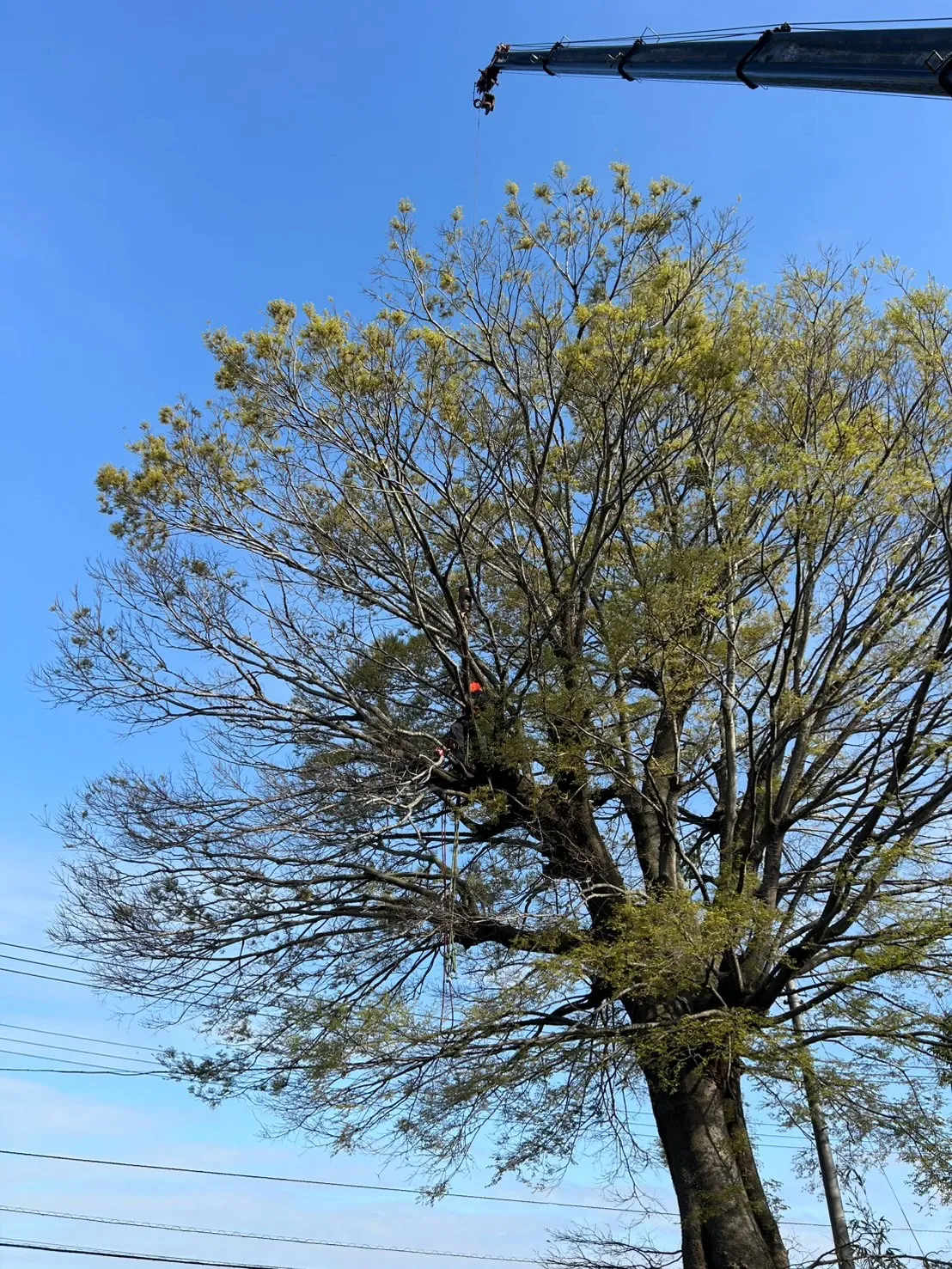 先日の作業風景です。