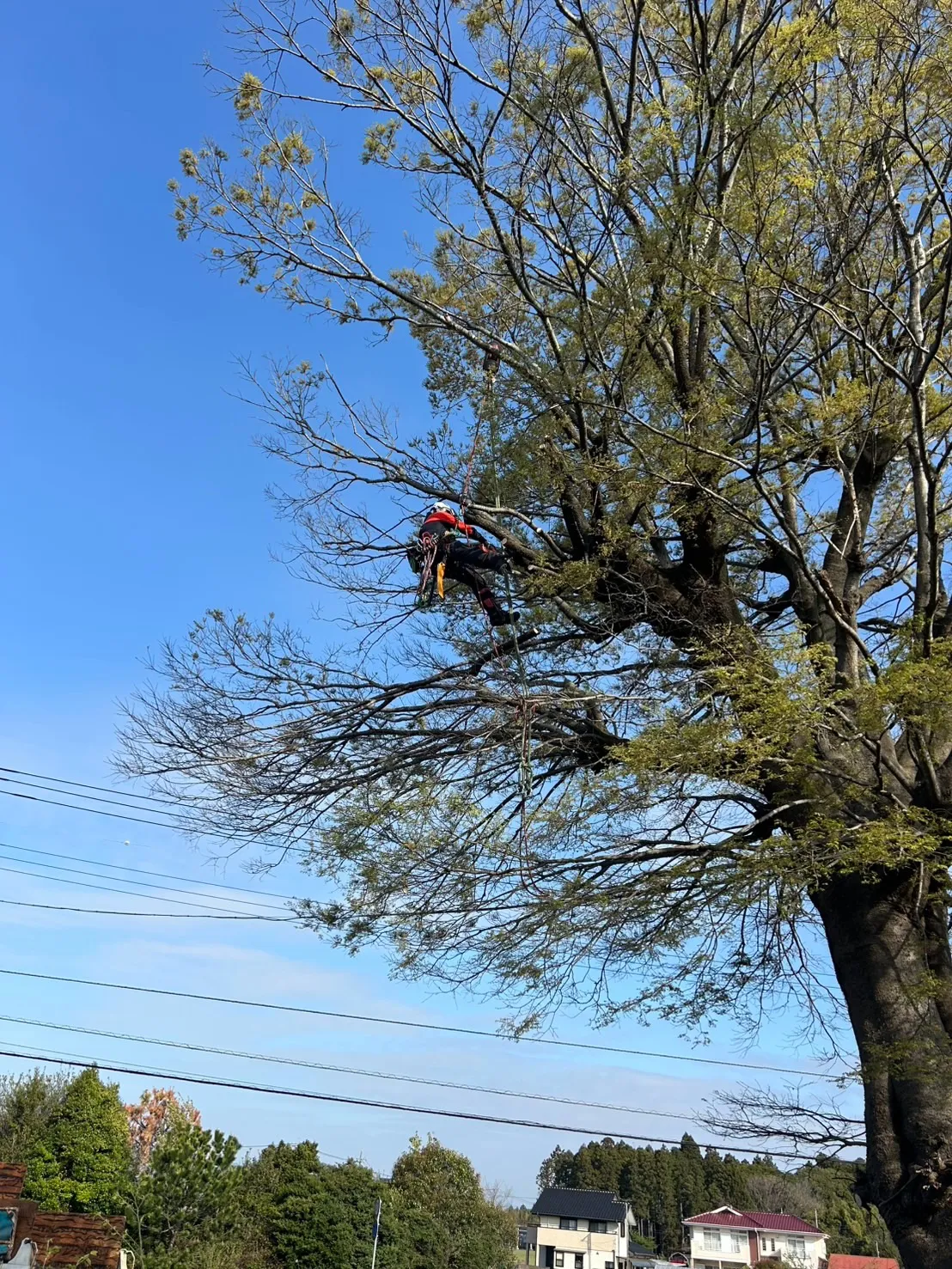 先日の作業風景です。