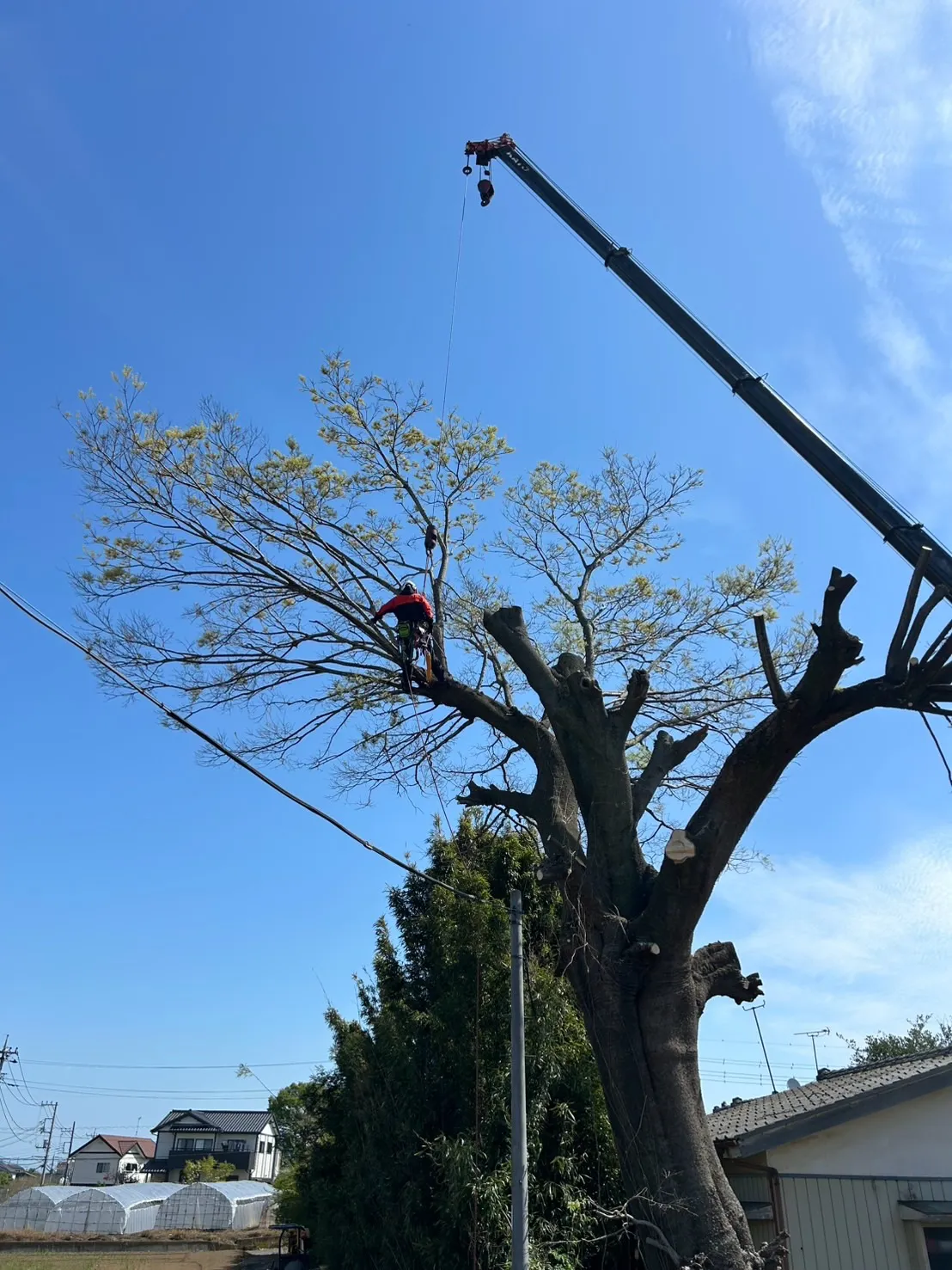 先日の作業風景です。