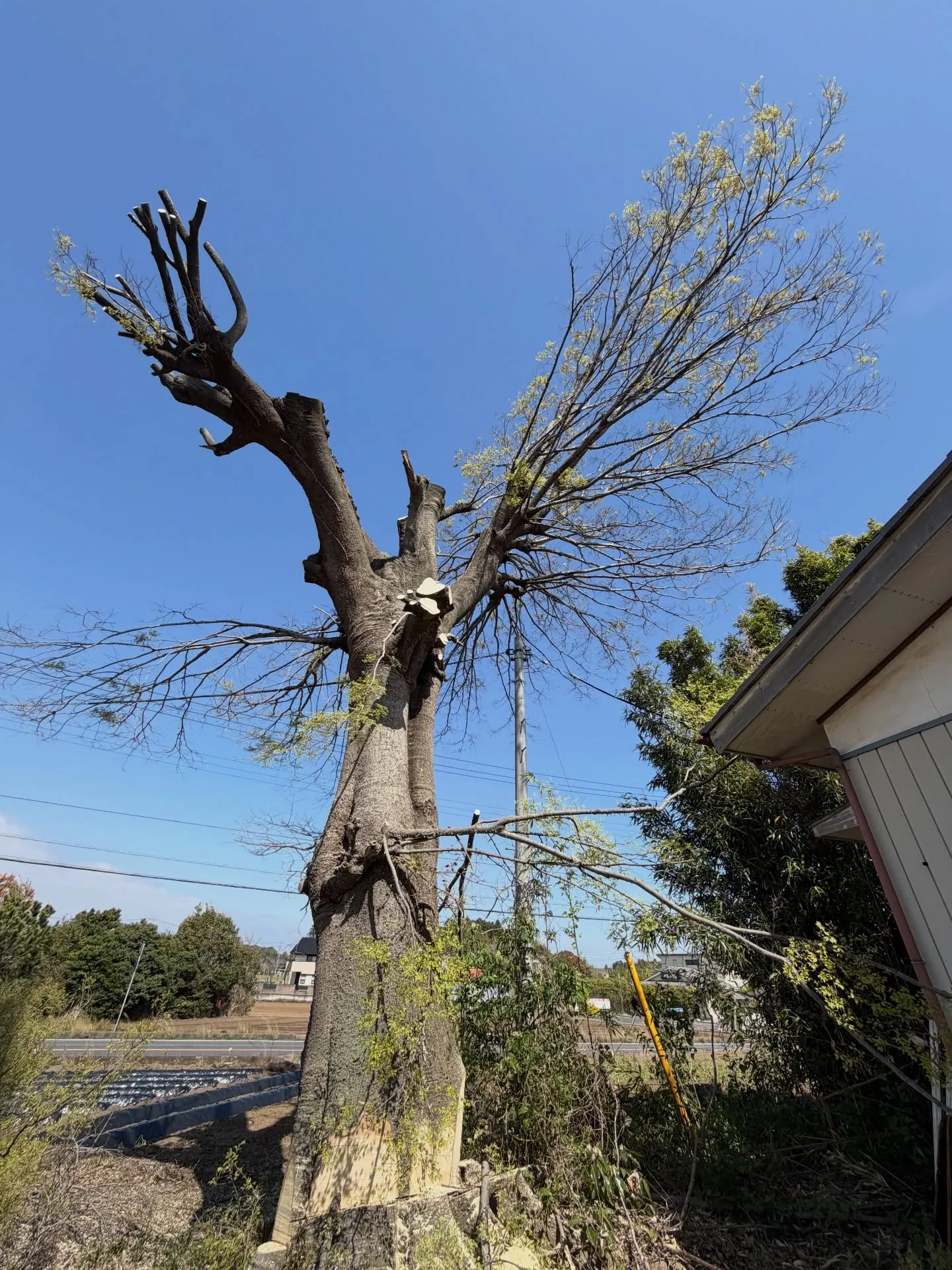 先日の作業風景です。