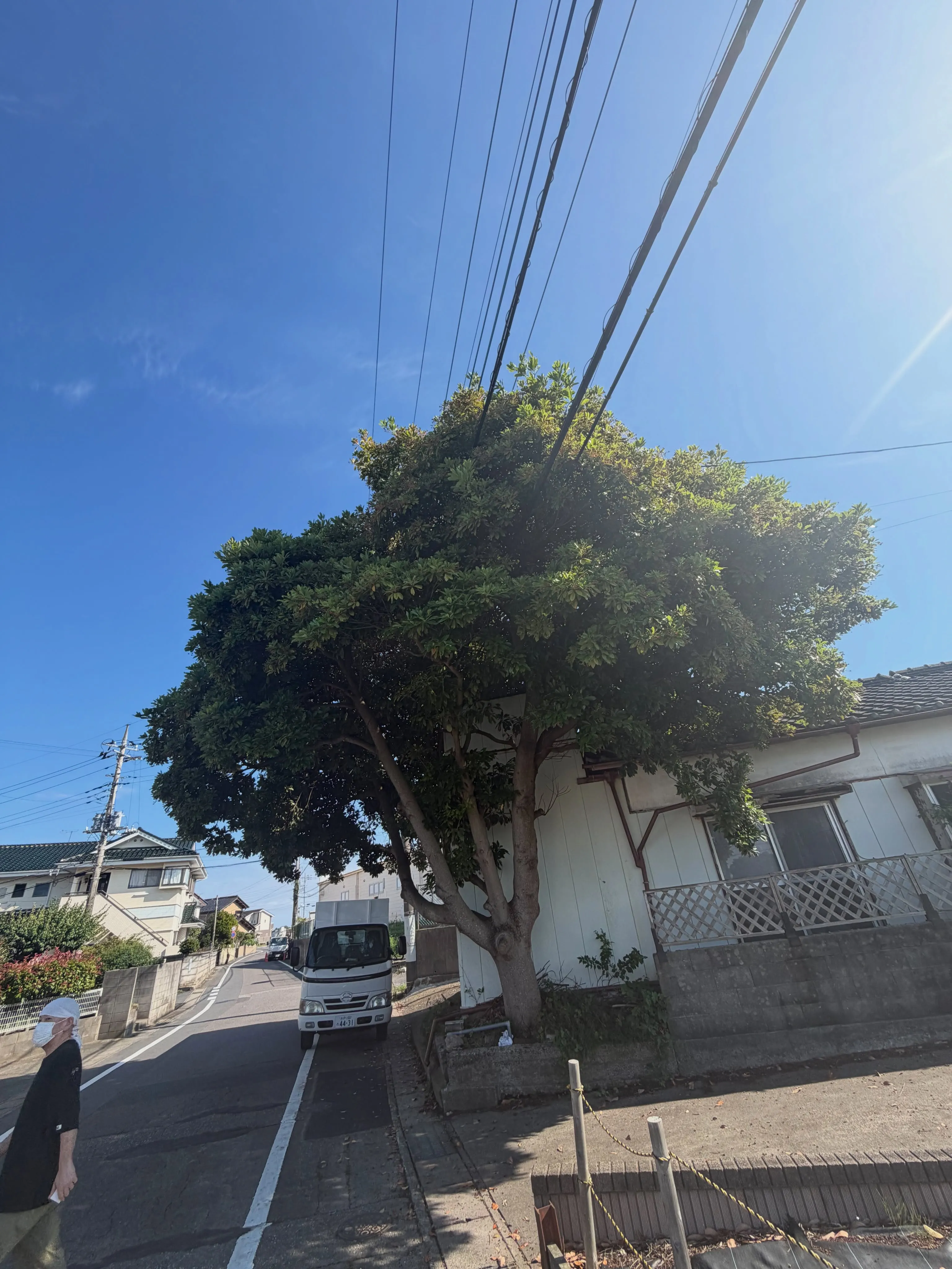 先日日立市にて大木の伐採をしてきました。