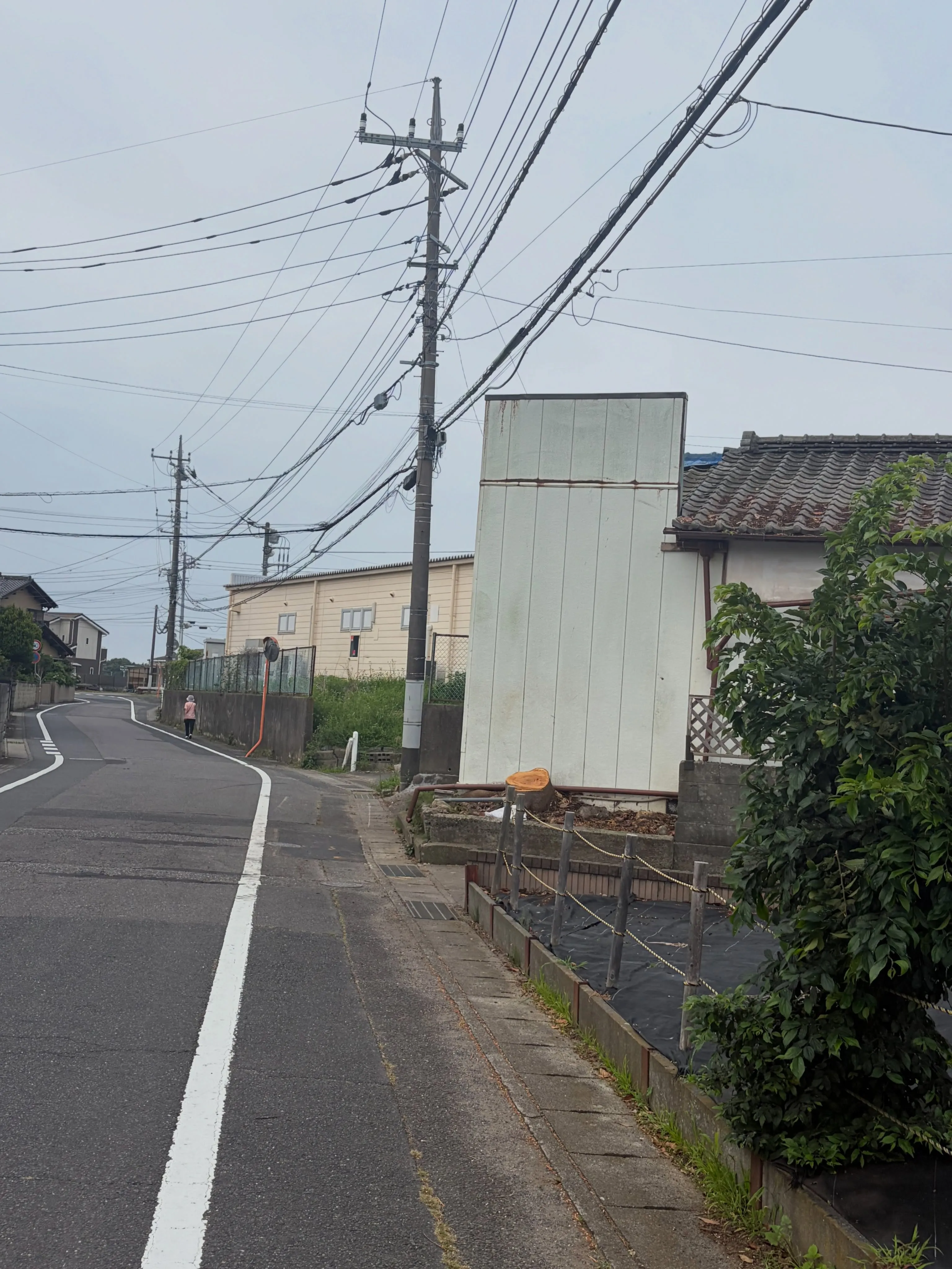 先日日立市にて大木の伐採をしてきました。