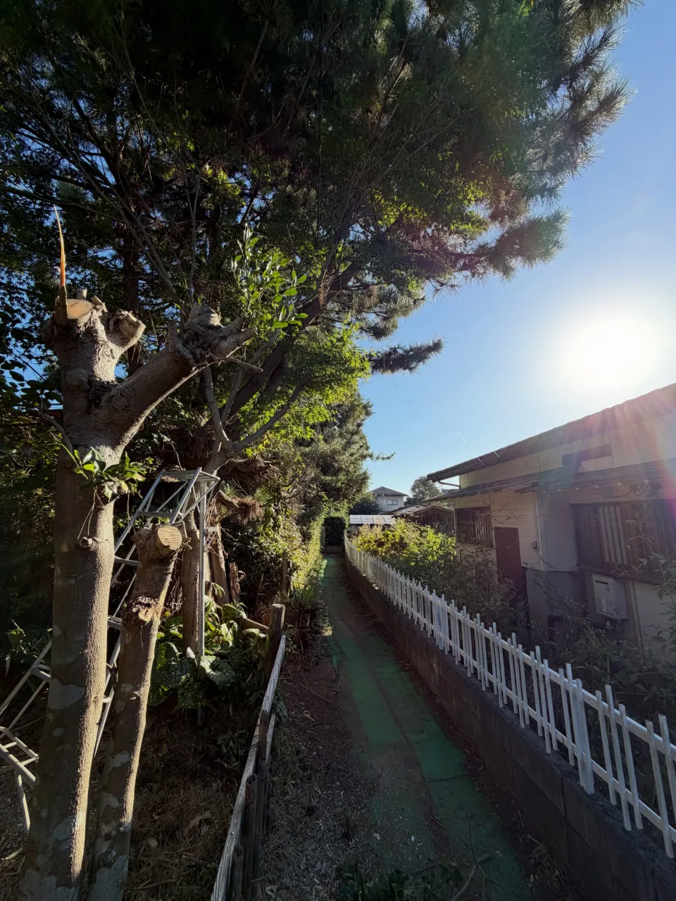 先日の水戸市の伐採の様子です。