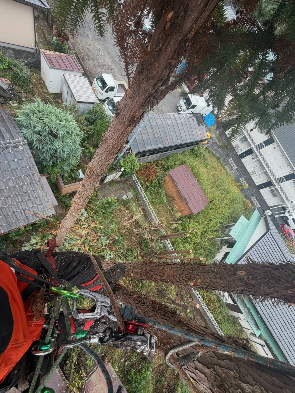 先日の水戸市の伐採の様子です。